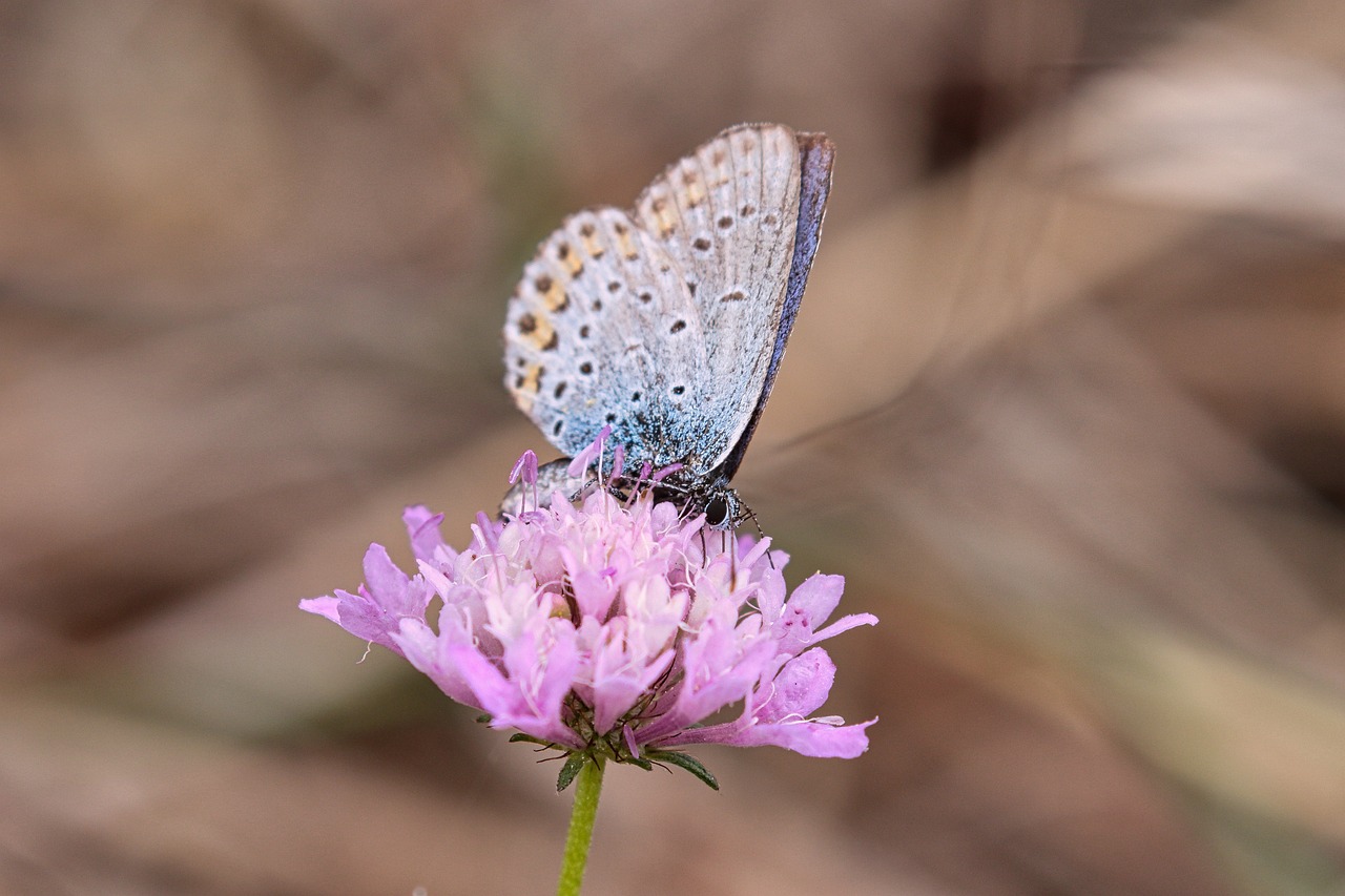 Growing a Butterfly Garden: Plant Choices and Tips